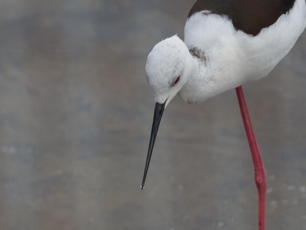 <h3><a href="/trips/grancanaria-2023/biota/animalia/chordata/aves/024 charadriiformes/008 recurvirostridae/himantopus himantopus/himantopus himantopus-nl.html">Himantopus&nbsp;himantopus</a> / Black‑winged&nbsp;stilt / Steltkluut</h3>NIKON D500 met 500.0 mm f/5.6, 1/1600 sec  bij F6.3, ISO 400, afstand 6.31&nbsp;m